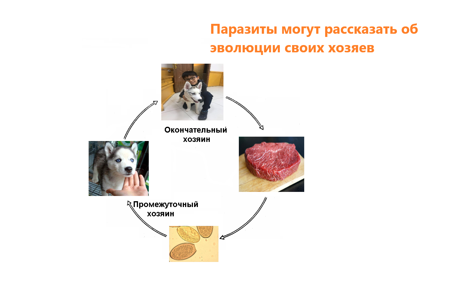 Паразиты могут рассказать об эволюции своих хозяев