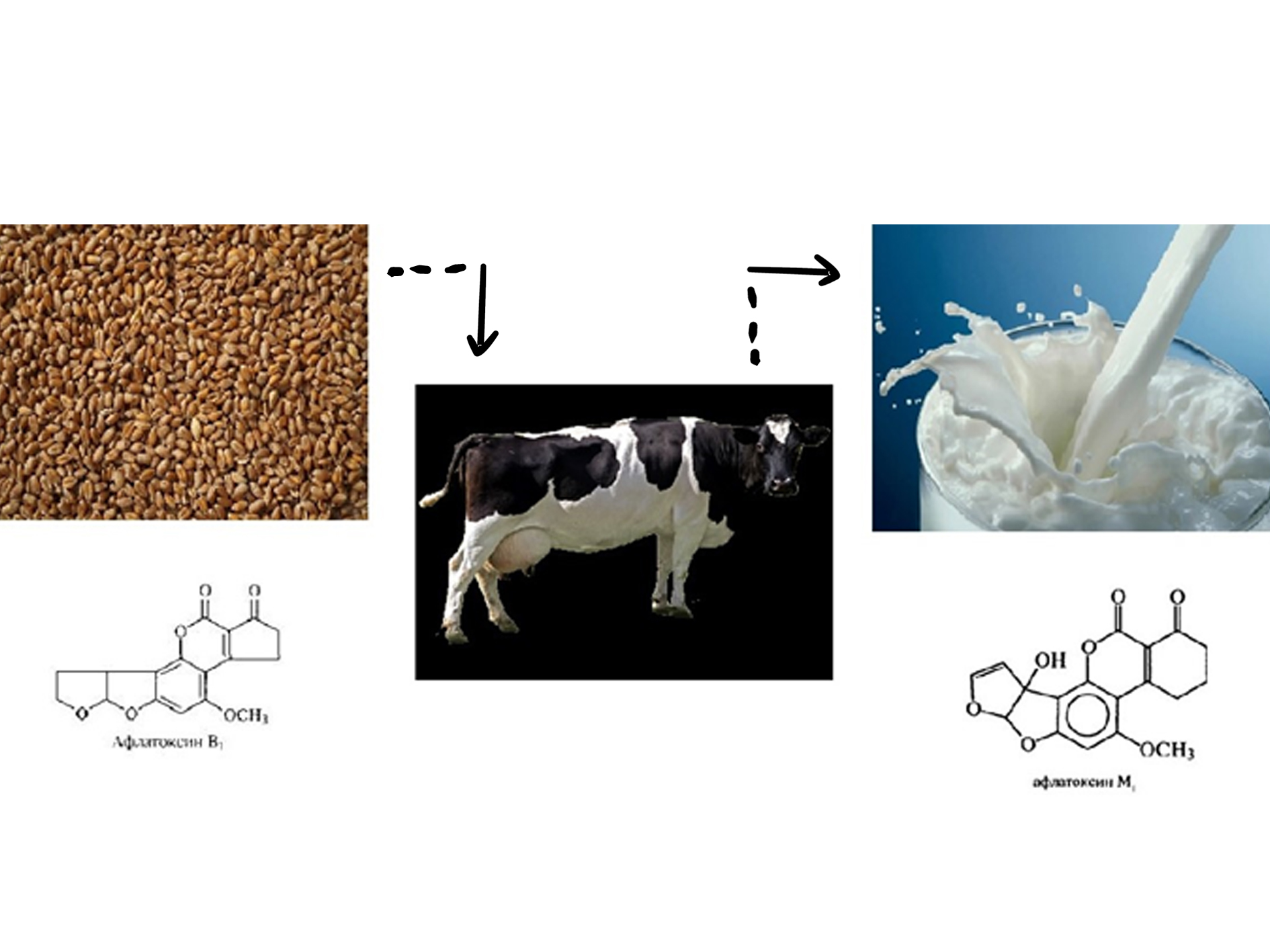 Афлатоксин М1 в молоке