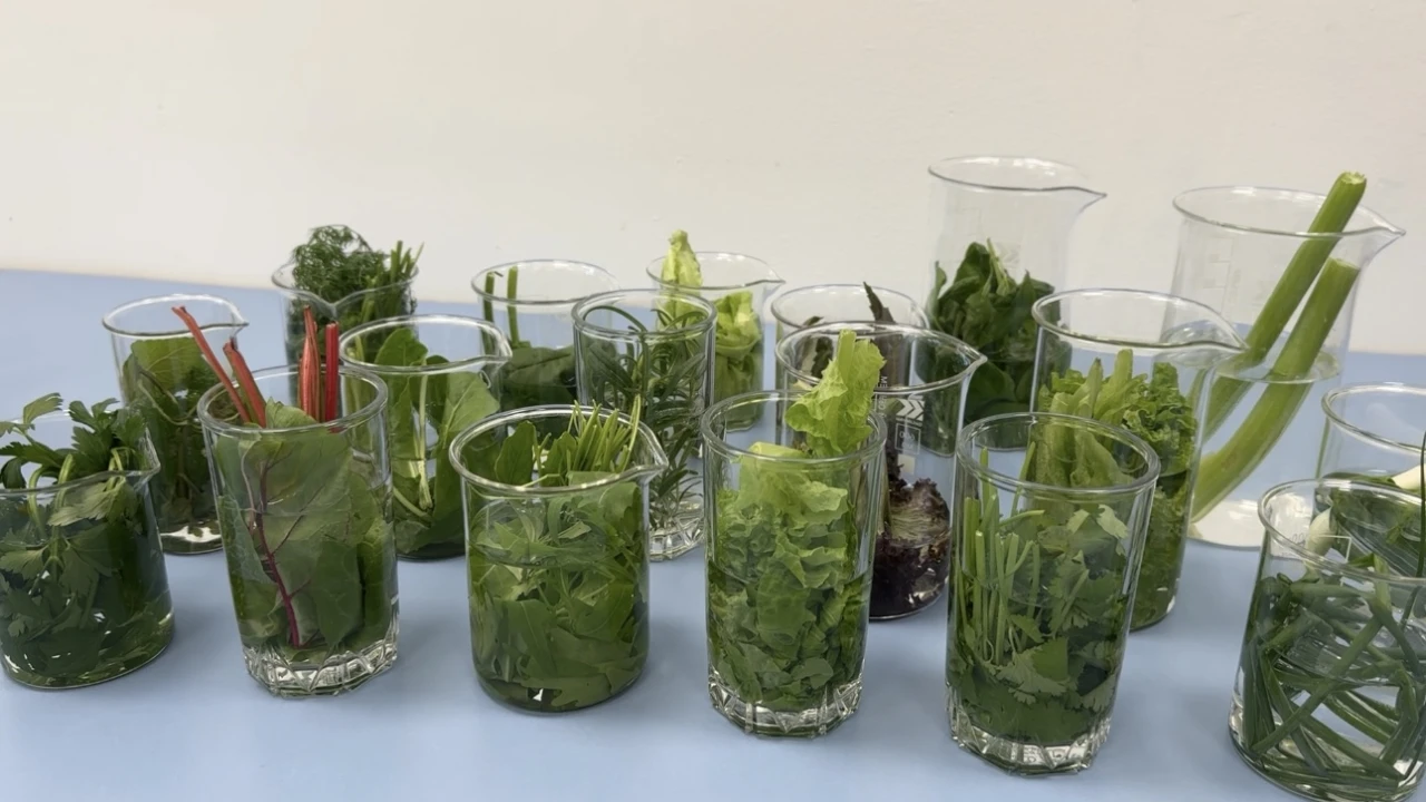 Тағам өнімдеріндегі жасырын қауіптерден қорғау: санитариялық-паразитологиялық сараптаманың маңызы 