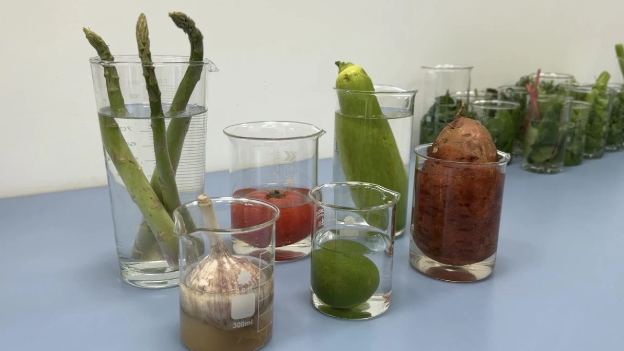 Тағам өнімдеріндегі жасырын қауіптерден қорғау: санитариялық-паразитологиялық сараптаманың маңызы 