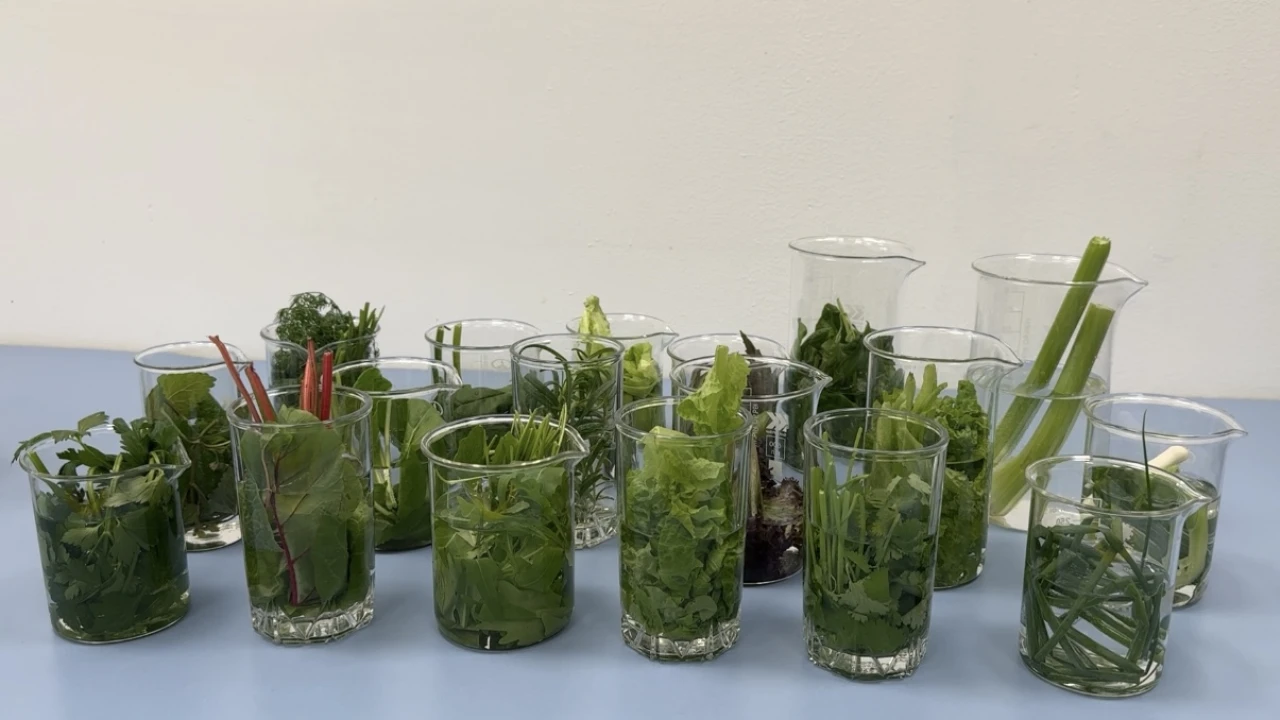 Тағам өнімдеріндегі жасырын қауіптерден қорғау: санитариялық-паразитологиялық сараптаманың маңызы 