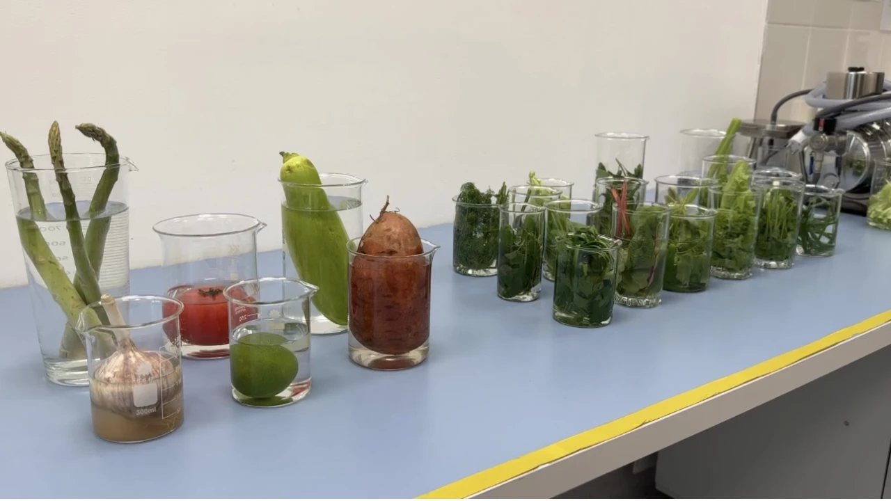 Тағам өнімдеріндегі жасырын қауіптерден қорғау: санитариялық-паразитологиялық сараптаманың маңызы 