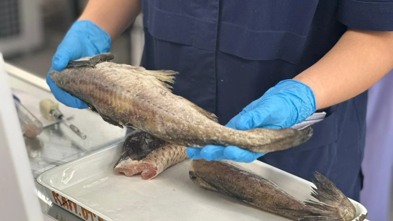 Балықтың құрамында сынап болуы мүмкін - шындық