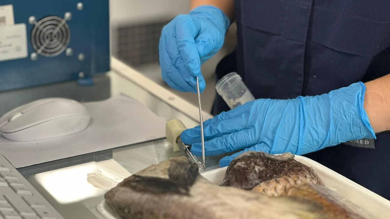 Балықтың құрамында сынап болуы мүмкін - шындық